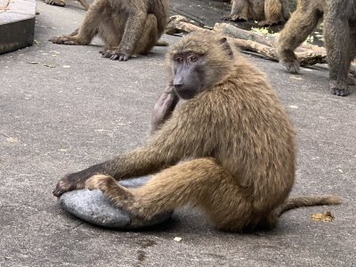 アヌビスヒヒ　スルメ
