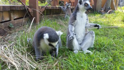 日陰でペコリ