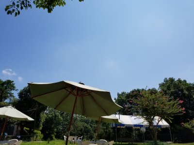 パラソル
