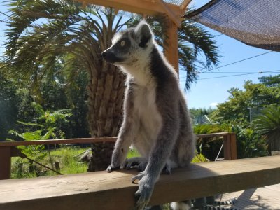 キリッとワオキツネザル