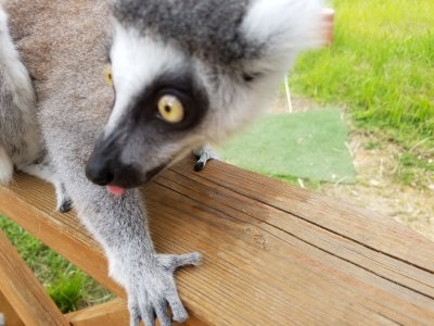テヘヘ