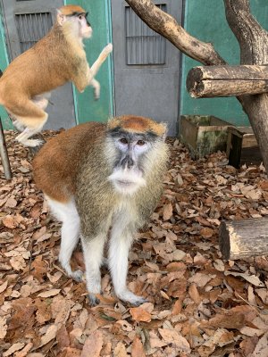 パタスモンキー　アトラス