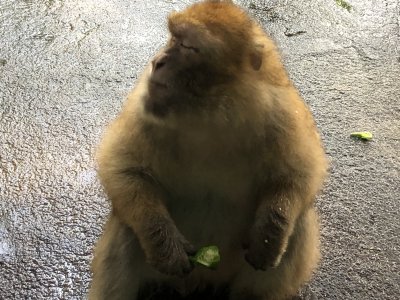 サムソン2