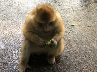 サムソン