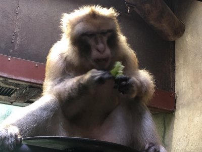 ウー