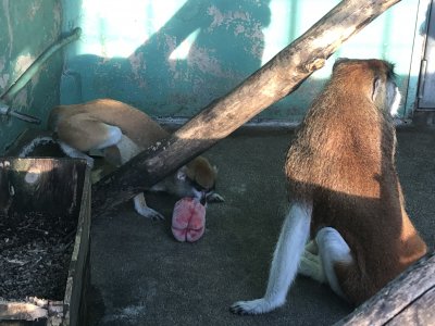 かじる