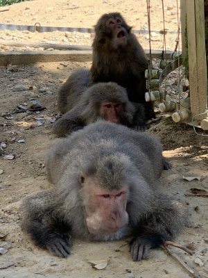 ヤクシマザルのお昼寝