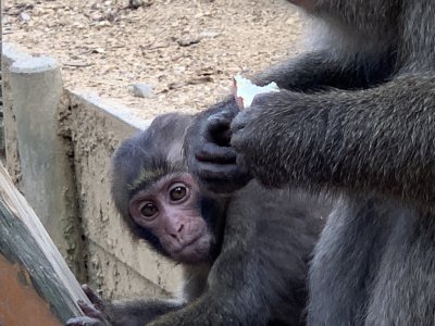 ウミホタルの仔