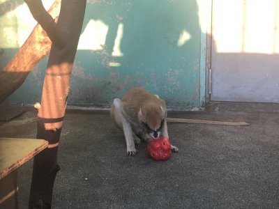 かじる