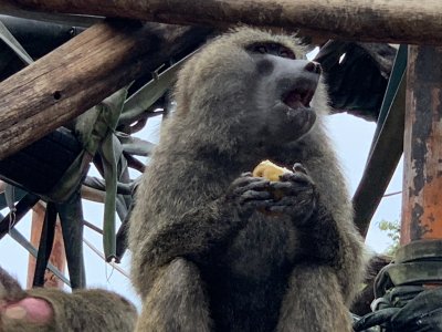梨を食べるイノ