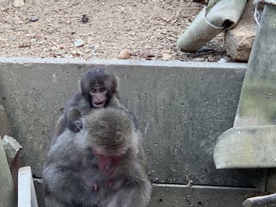 ウミホタルの仔