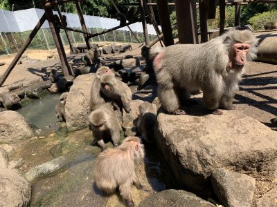ヤクシマザルの涼み方