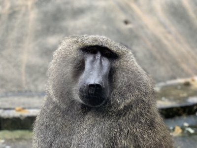 アヌビスヒヒ　ロミオ