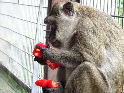 カニクイザル