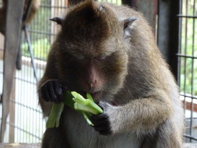 カニクイザル
