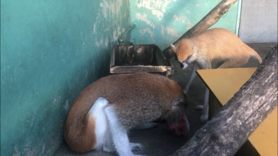 アトラス、ヘタをかじる