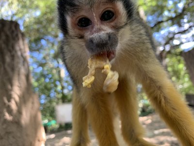 リスザル　朝食5