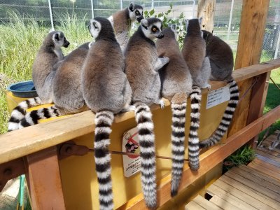 しましまもふもふ和気あいあい