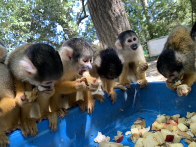 リスザル　朝食2