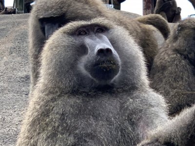 カボチャを食べたナッシュ