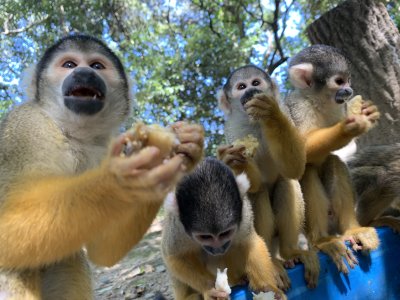 リスザル　朝食4