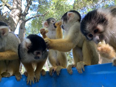 リスザル　朝食
