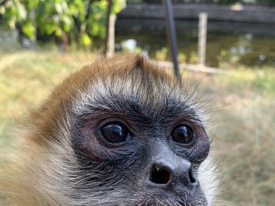 ジェフロイクモザル　チロル3