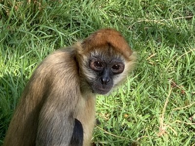 今月ジェフロイクモザル推し しっぽ最強説 飼育の部屋