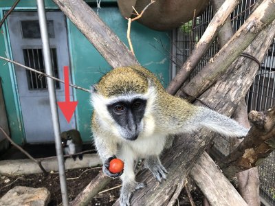後ろでハイチュウも食べています