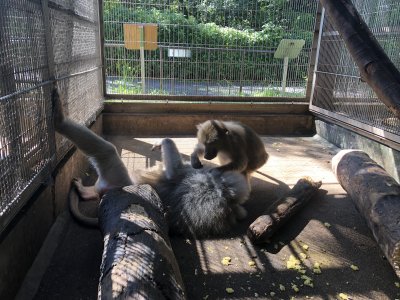 クフとクレオ