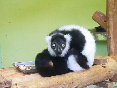 今月クロシロエリマキキツネザル推し】ハァー – 飼育の部屋