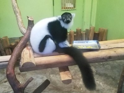 クミン夕食