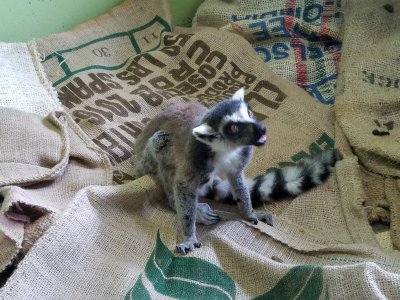 ウメキチ
