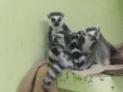ウメキチと一緒