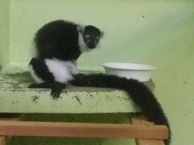 腰クロシロ