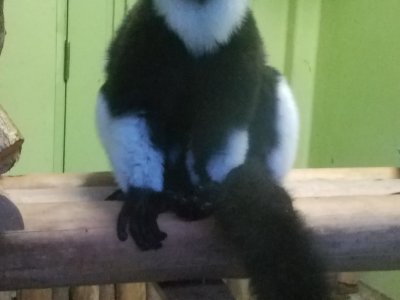 エリマキのエリマキ