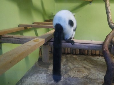 漆黒のモフモフ