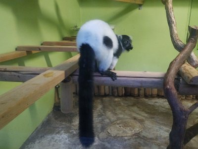 振り返りモフモフ