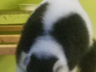エリマキの背中