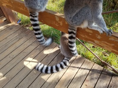 リ