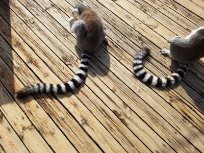 リール