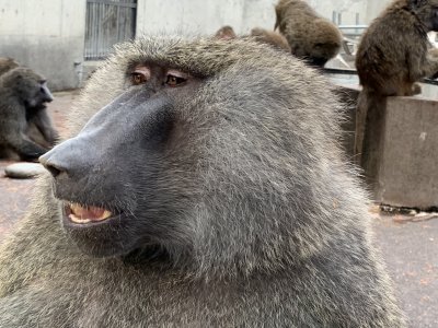 ナッシュ　横顔