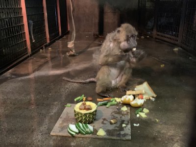 スリタニプレート5