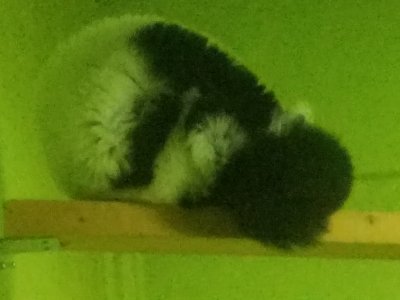 寝るエリマキ