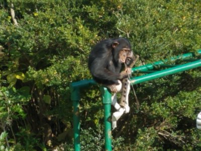 マモルほじほじパクっ