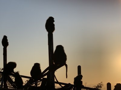 夕陽のヒヒ2
