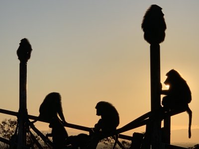 夕陽のヒヒ