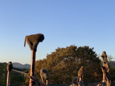 夕陽のヒヒ3