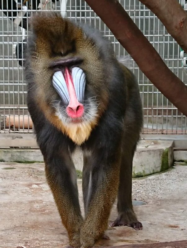 今月マンドリル推し そもそもマンドリルとは 飼育の部屋