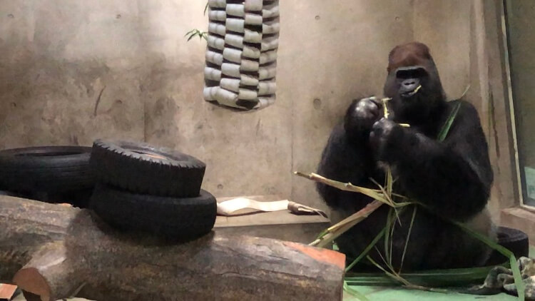 アフリカセンター 飼育の部屋